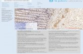 Immunohistochemistry Antibody Validation Report for Anti-Bcl-x Antibody (STJ91843)