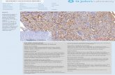 Immunohistochemistry Antibody Validation Report for Anti-Phospho-JNK1/2/3 (T183) Antibody (STJ90316)