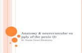 Anatomy & neurovascular supply of the penis (2)