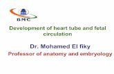 Development of the heart tube