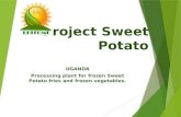 About Our Sweet Potato Project