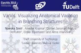 VarVis: Visualizing Anatomical Variation in Branching Structures