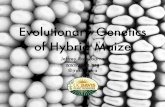 Evolutionary genetics of hybrid maize