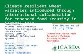 Climate resilient wheat varieties introduced through international collaboration for enhanced food security in Central Asia