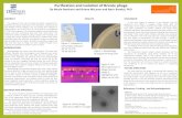 Purfication and isolation of Bricole phage
