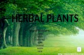 Ppt on eng - Herbal Plants