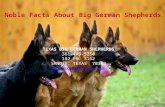 Texas Big German Shepherds | Noble Facts