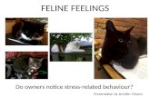 Feline Feelings: do owners notice stress-related behaviour?