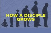 How a disciple grows, part 2