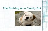 The Bulldog as a Family Pet