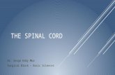 Blood supply of spinal cord