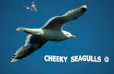 Cheeky seagulls