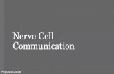 Nerve Cell Communication