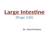 Large Intestines (Anatomy of the Abdomen)