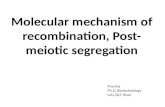 Molecular mechanism of recombination, post meiotic segregation