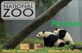 Smithsonian's National Zoo: Pandas  - September 2016
