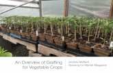 Grafting overview for vegetable crops