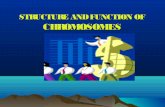 Core sub bio_att_47chromosomes