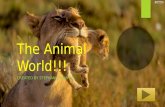 The animal world!!!