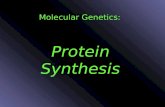 Molecular Genetics: Protein Synthesis