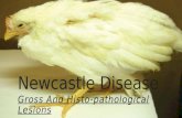 Newcastle disease (Ranikhet)