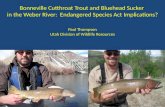 Weber River Partnership native species presentation
