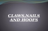 Calws hoofs and nails (final)