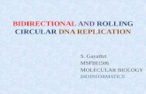 Bidirectional and rolling circular dna replication