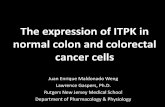 The expression of ITPK in normal colon and colorectal cancer cells - Presentation