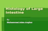 Histology of large intestine