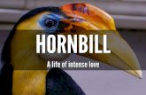 Honbill- a family story