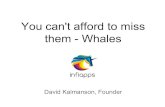 You can't afford to miss them - whales - David Kalmanson, InfiApps