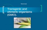 Transgenic and chimeric organisms (GMO)