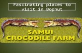 Fascinating places to visit in Bophut | Samui Crocodile Farm