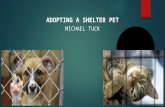 WHY TO ADOPT A SHELTER PET