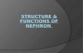 Structure and functions of nephron assignment