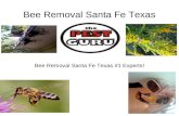 Bee Removal | Santa Fe Texas | 832-464-4119