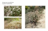 Eriogonum parvifolium    web show