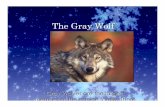 5 S Gray Wolf