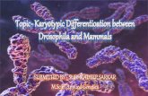 Karyotypic Differentioation between Drosophila and Mammals