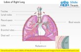 Lobes of right lung medical images for power point
