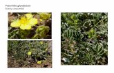 Potentilla glandulosa   web show