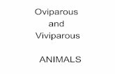 Oviparous and viviparous animals (ScienceandEnglish.com)