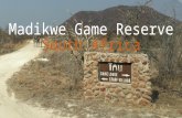 Madikwe Game Reserve in South Africa