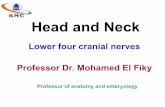 Lower four cranial nerves bmc