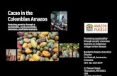 Cacao in the Colombian Amazon pitch deck in English