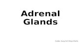Adrenal gland diseases and tumors