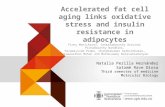 Accelerated fat cell aging links oxidative stress and insulin resistance in adipocytes