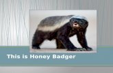 This is Honey Badger