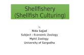 Shellfish Culturing